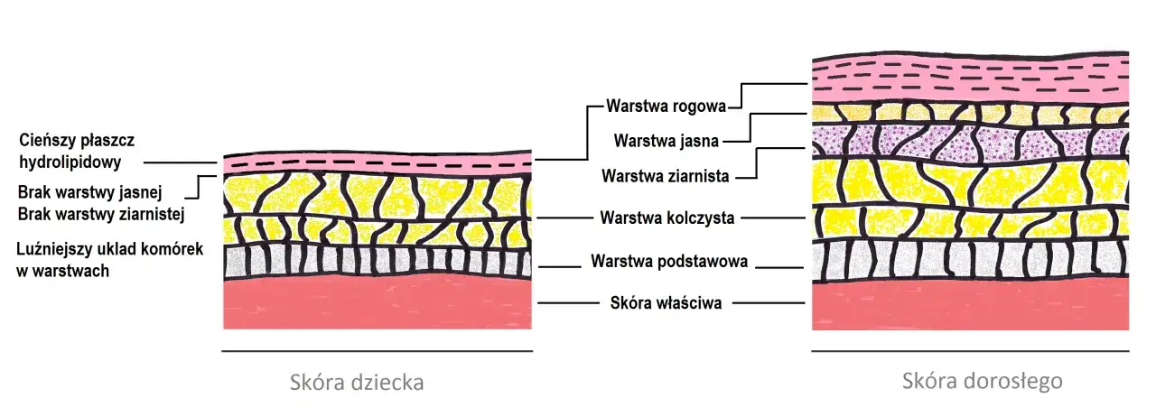 budowa skóry niemowlaka różnice dorosły