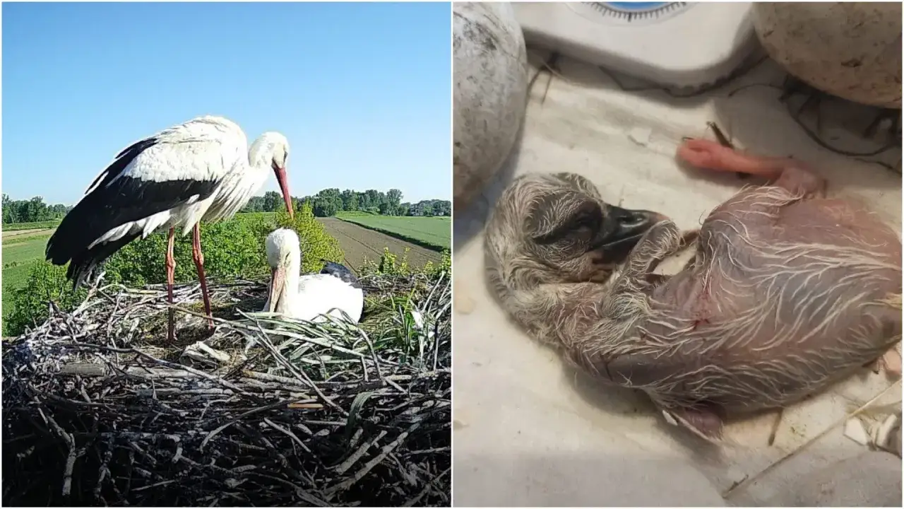 bocianie gniazdo z jajami