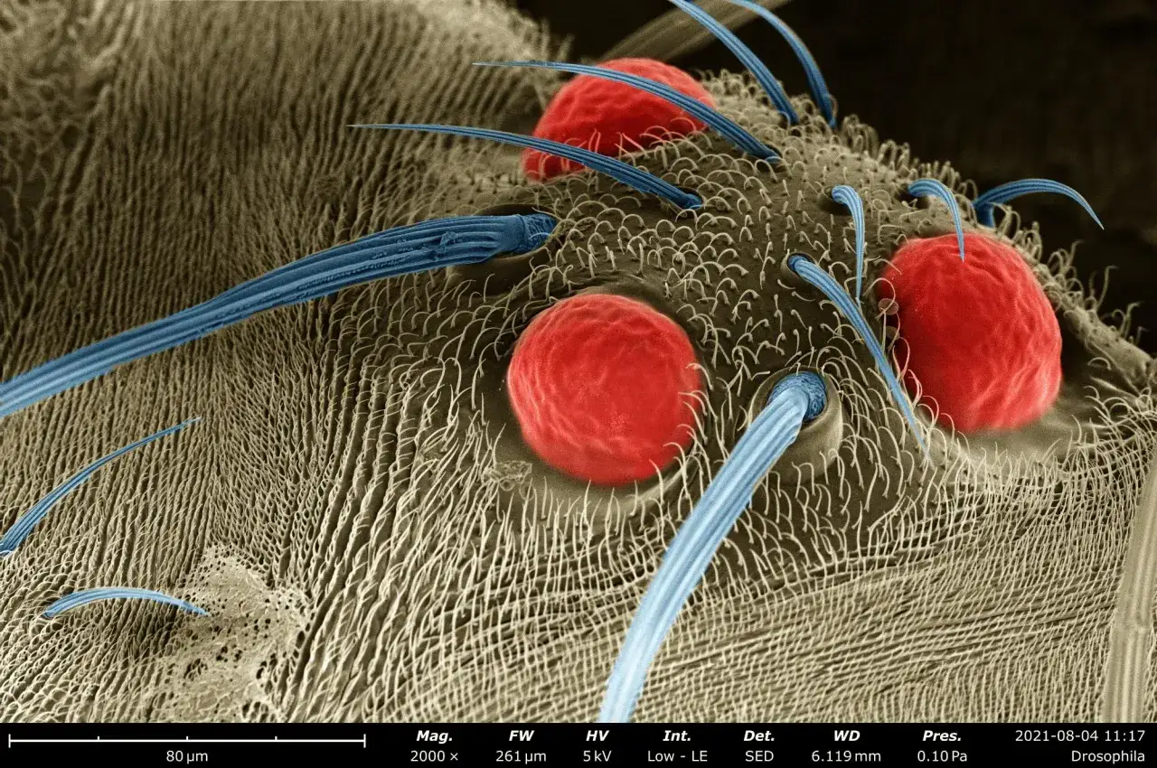 mikroskop stereoskopowy muszka owoc&oacute;wka