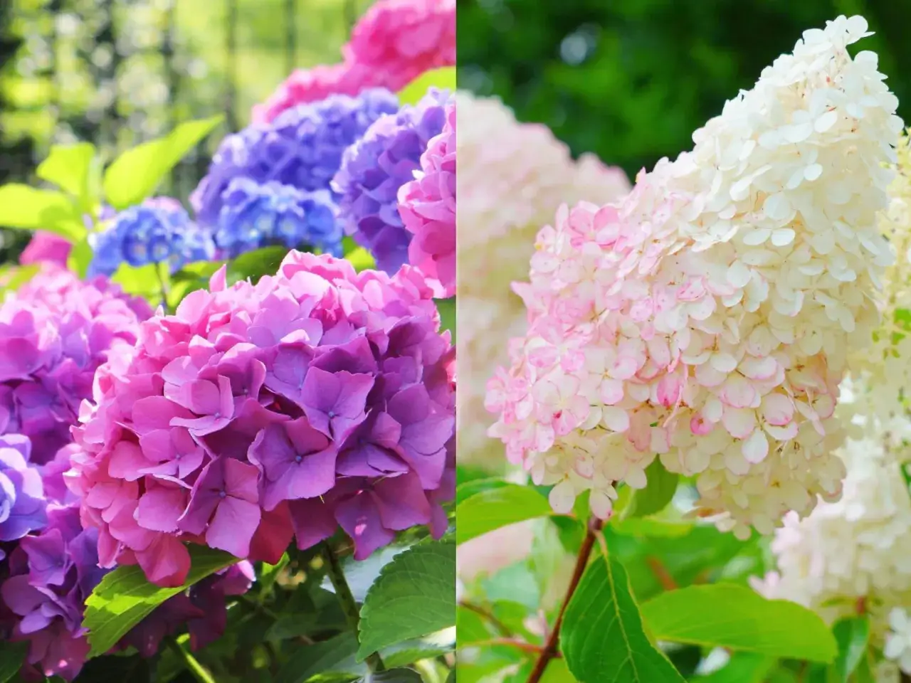 r&oacute;żne gatunki hortensji kwitnące, hortensja bukietowa vs ogrodowa