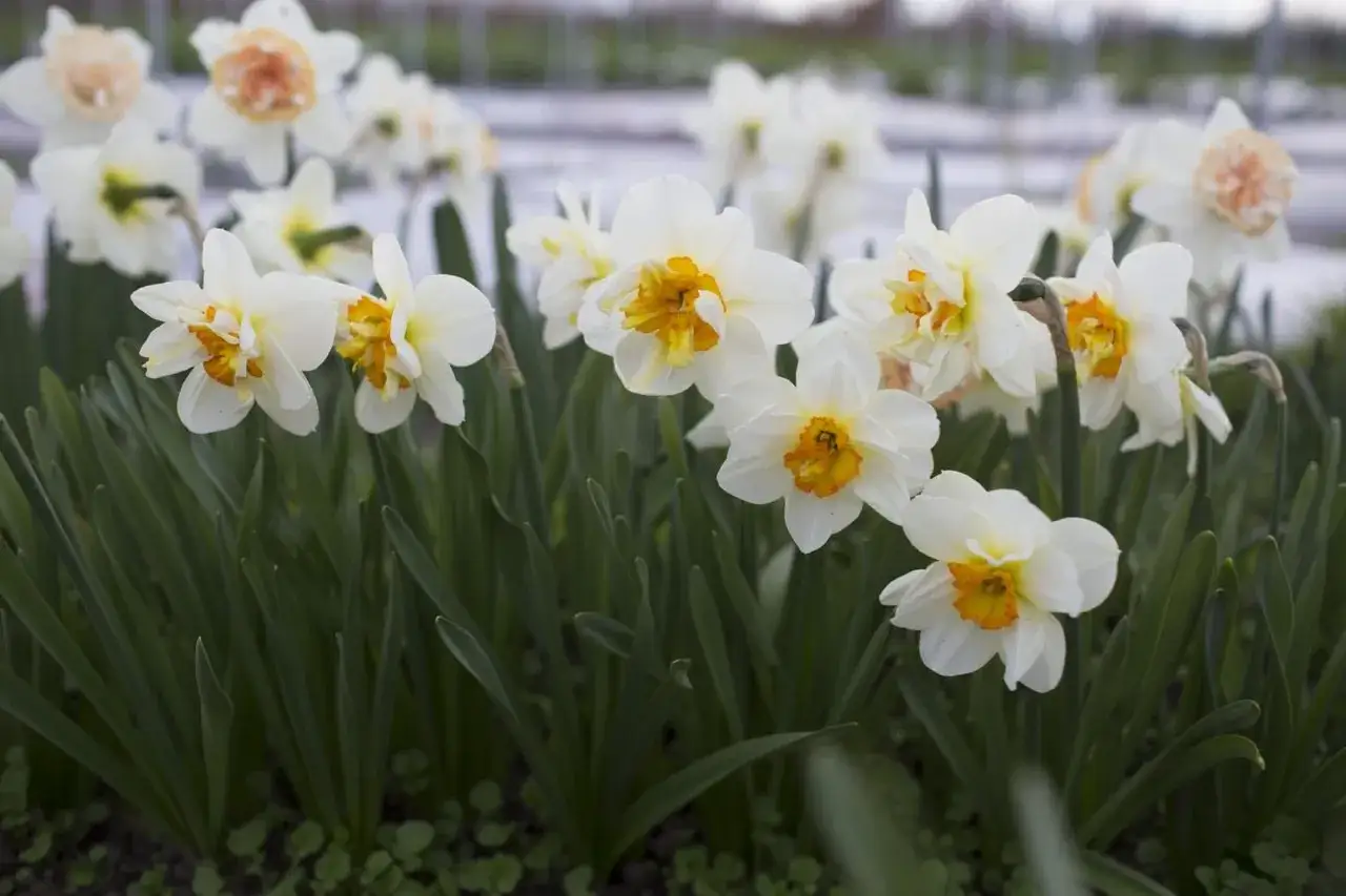 Grupa białych narcyz&oacute;w z pomarańczowymi środeczkami, otoczona zielonymi liśćmi.
