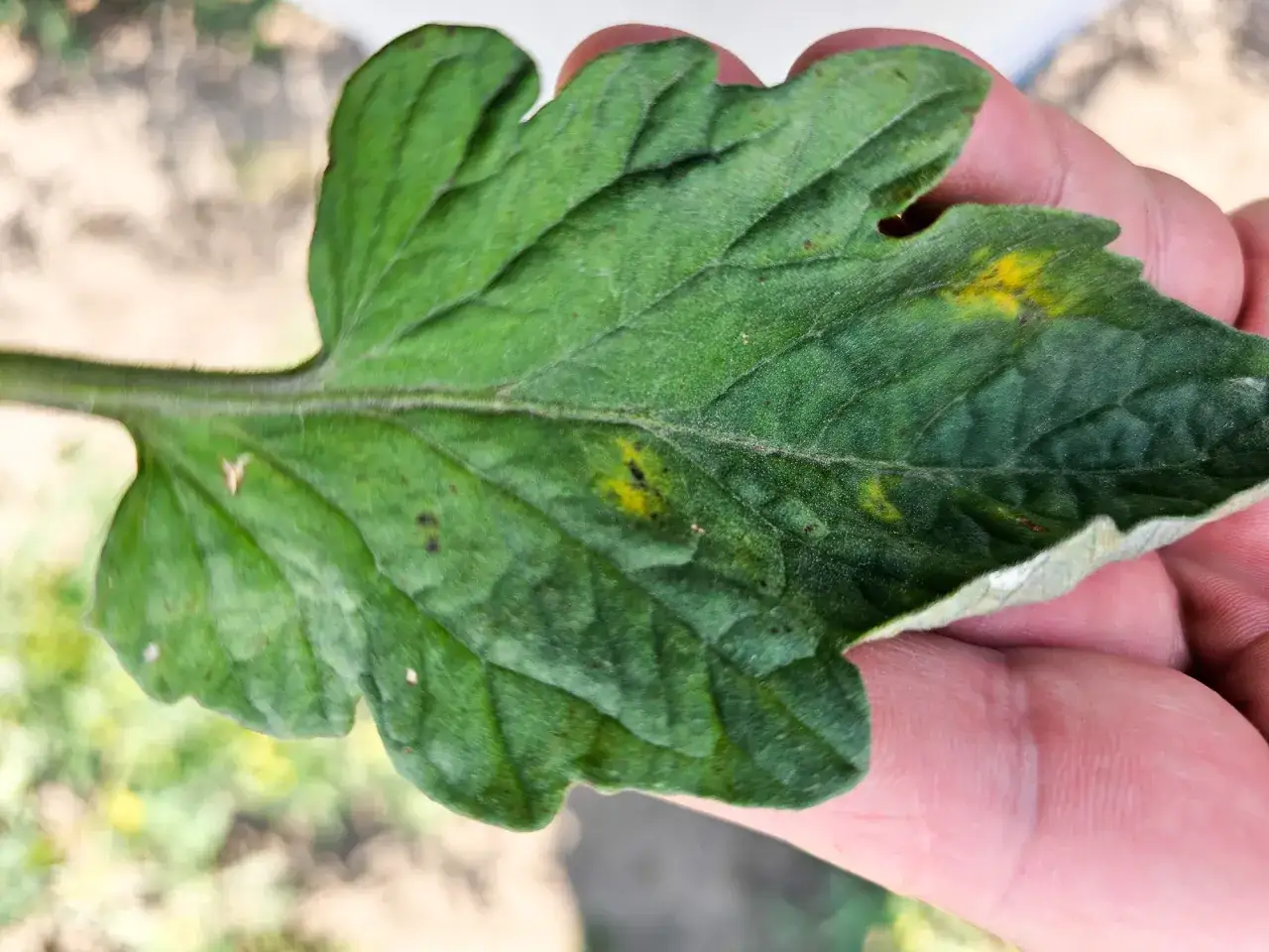 Zielony liść pomidora z ż&oacute;łtymi plamami, objawami choroby alternaria alternata.