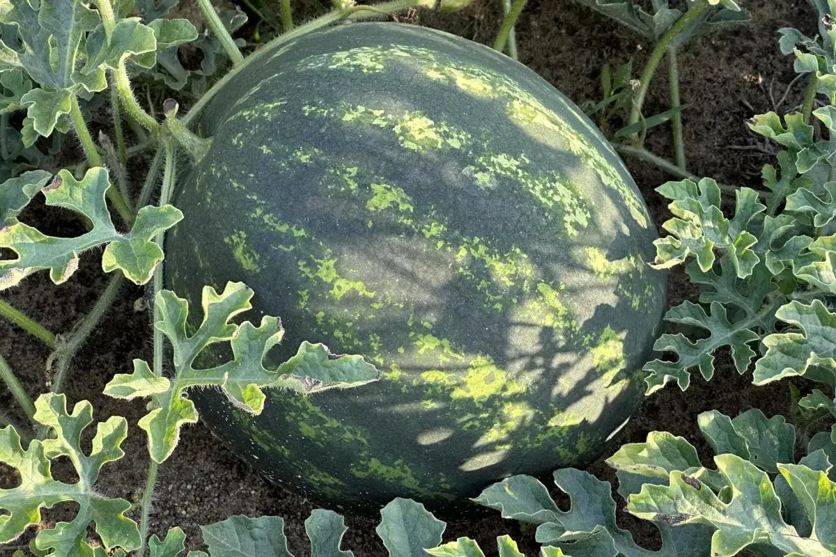 Mapa szlak&oacute;w handlowych arbuza