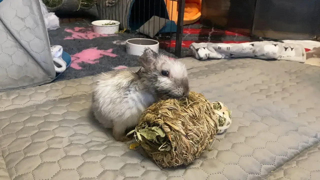 Uroczy króliczek z zaciekawieniem bada kulę z sianka, co jest jego sposobem na okazanie radości.