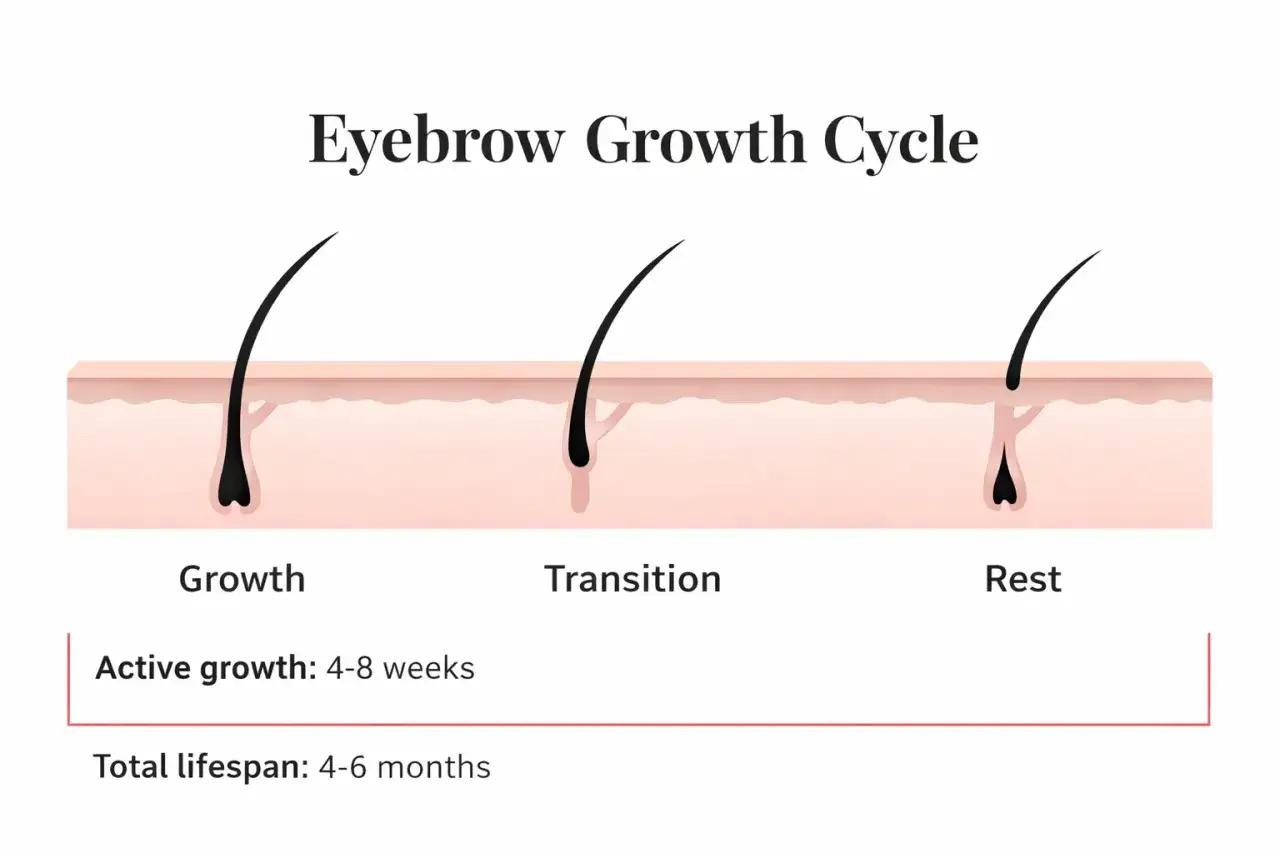 Schemat cyklu wzrostu włosa brwi