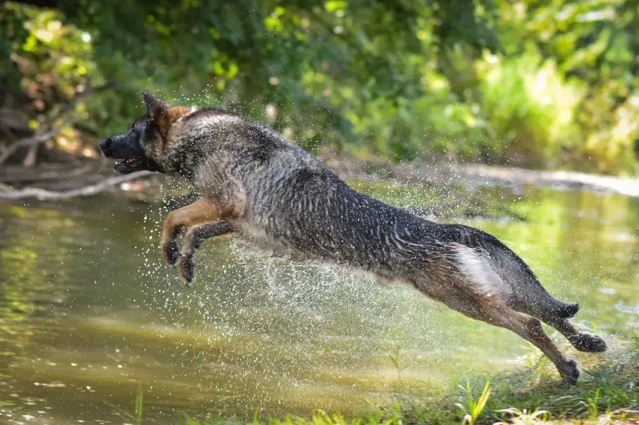 Owczarek niemiecki w skoku przez wodę, pokazujący, ile ruchu potrzebuje ten pies.