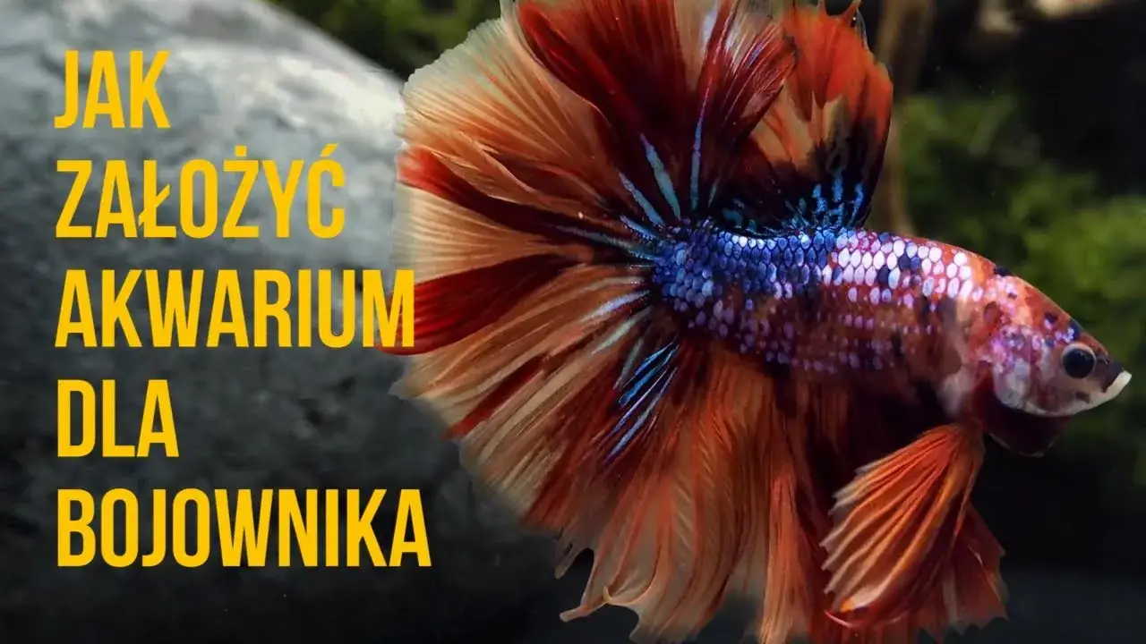 Zdjęcie Jak przygotować akwarium dla bojownika, aby uniknąć najczęstszych błędów