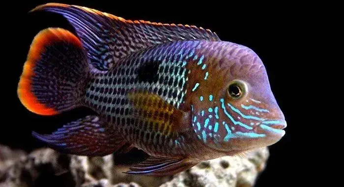 ryby akwariowe walczące lub agresywne