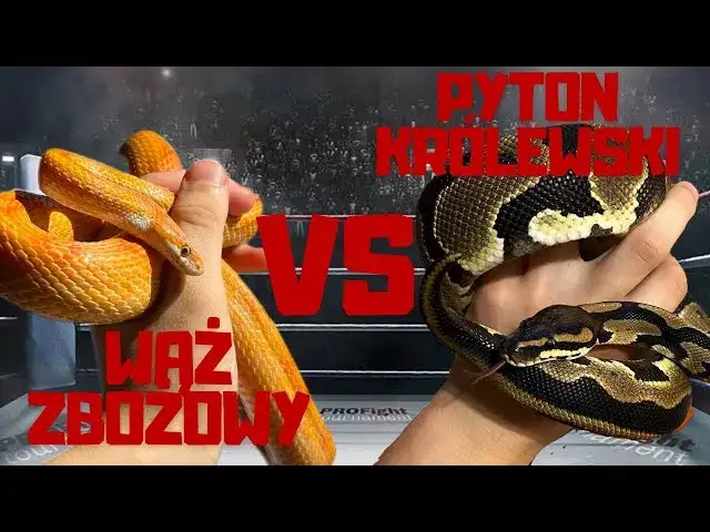 wąż zbożowy pyton kr&oacute;lewski wąż mleczny por&oacute;wnanie