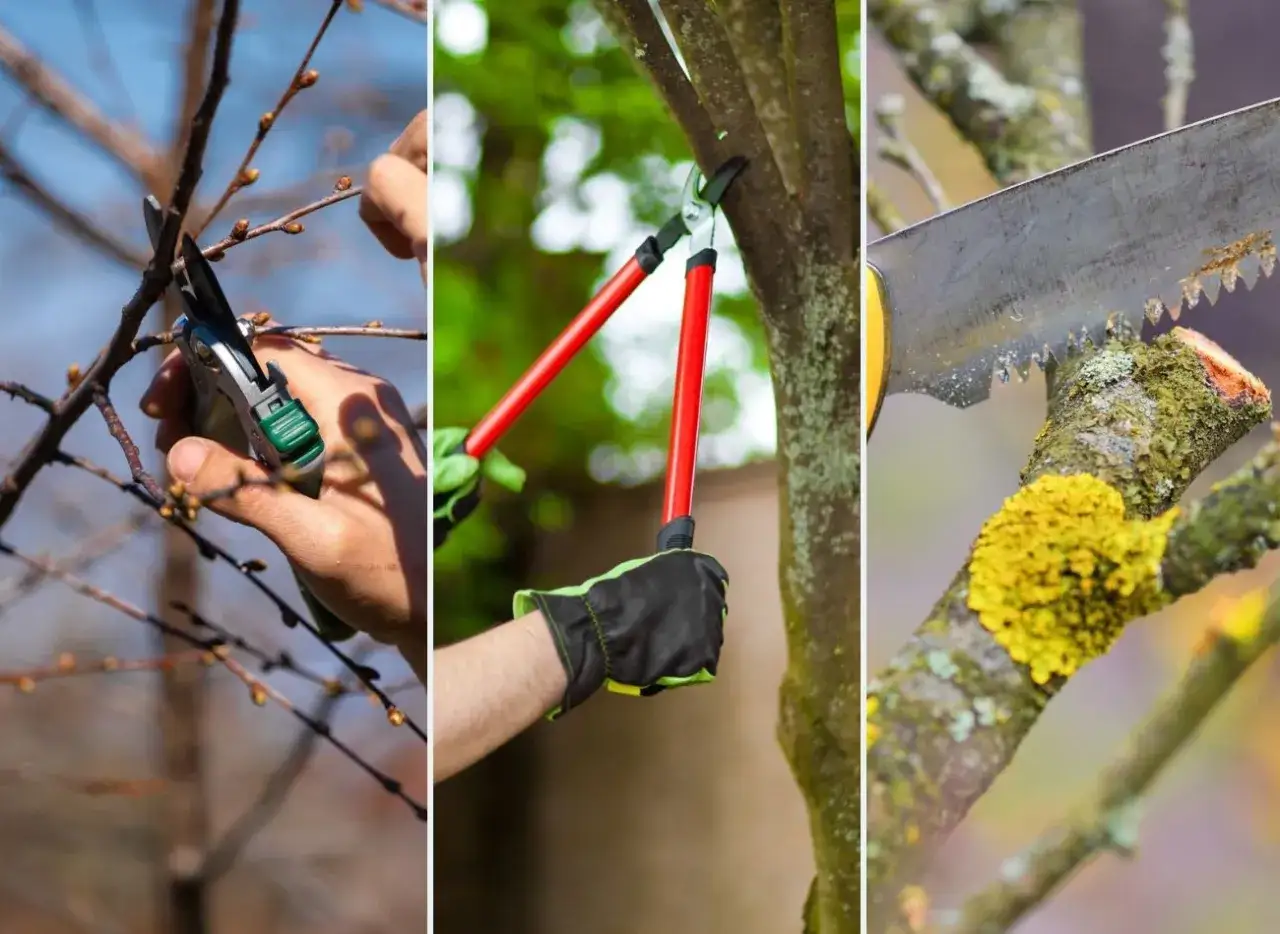 najczęstsze błędy przy przycinaniu drzew