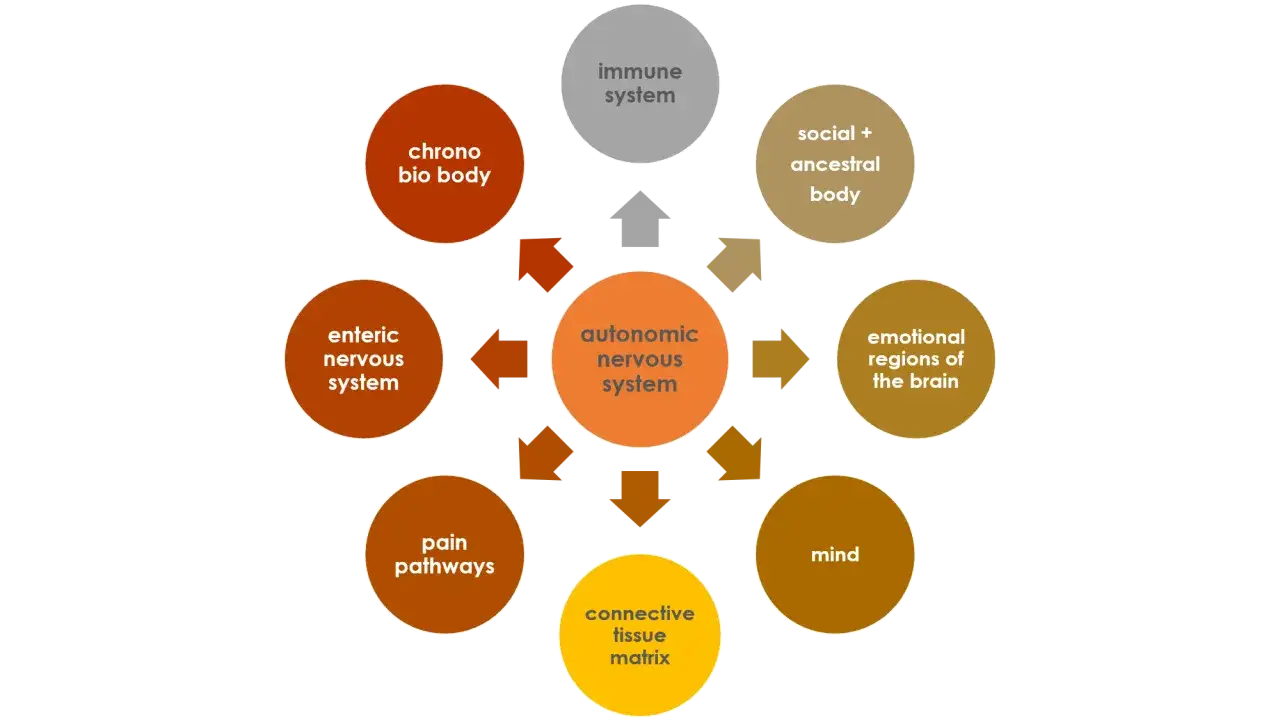 Schemat przedstawia powiązania układu autonomicznego z r&oacute;żnymi obszarami ciała i umysłu, tworząc listę uczuć i reakcji.