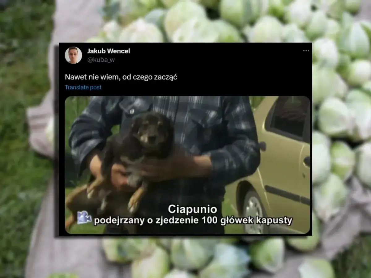 Pies Ciapuś, podejrzany o zjedzenie 100 gł&oacute;wek kapusty, budzi pytanie: czy pies może jeść kapustę?
