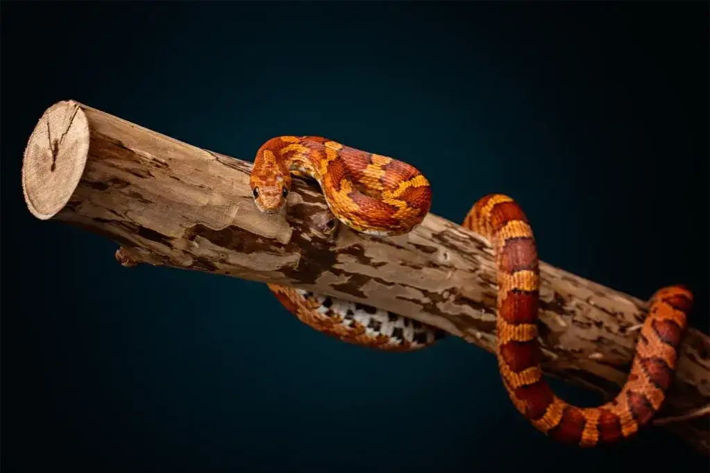 Młody wąż zbożowy i dorosły wąż zbożowy por&oacute;wnanie