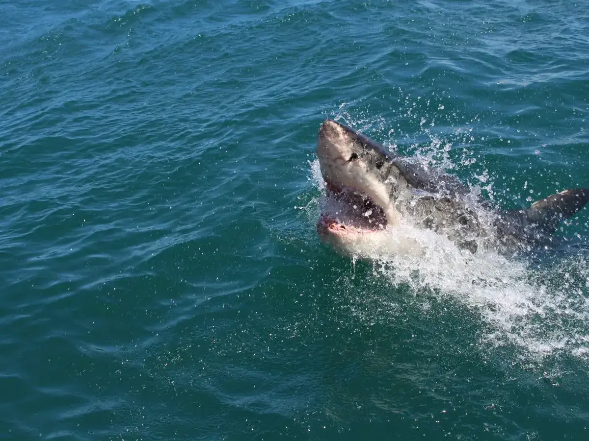 Wielki biały rekin wyskakuje z wody, budząc pytania: czy we Włoszech są rekiny? Woda rozpryskuje się wokół jego otwartej paszczy.