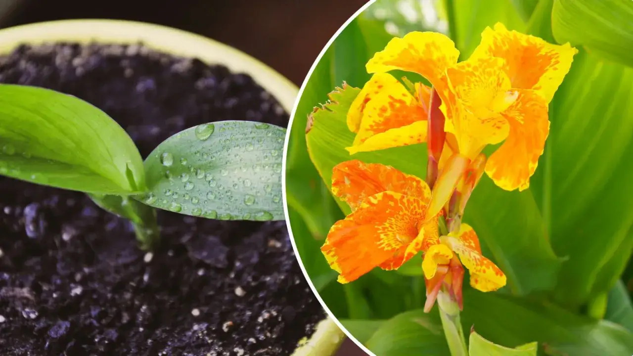 kłącza kanny przygotowanie do sadzenia