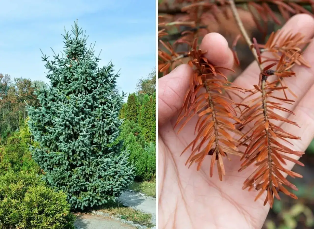 Świerk nie kwitnie przyczyny