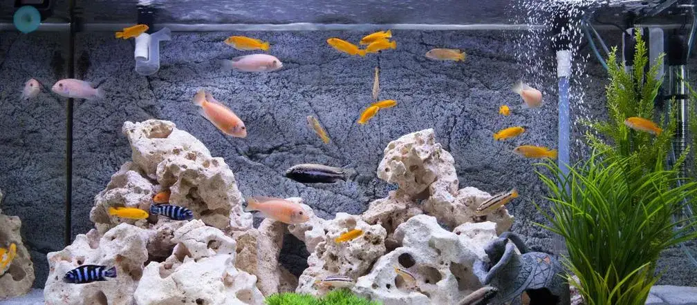 Zdjęcie Jakie rybki do akwarium 72l - uniknij błędów przy wyborze ryb