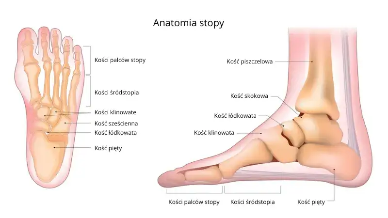 Anatomia stopy z zaznaczonymi obszarami b&oacute;lu