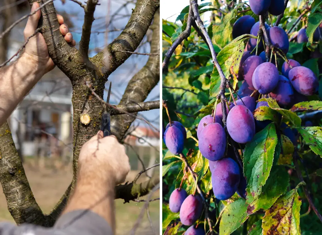 Przycinanie śliwy węgierki latem