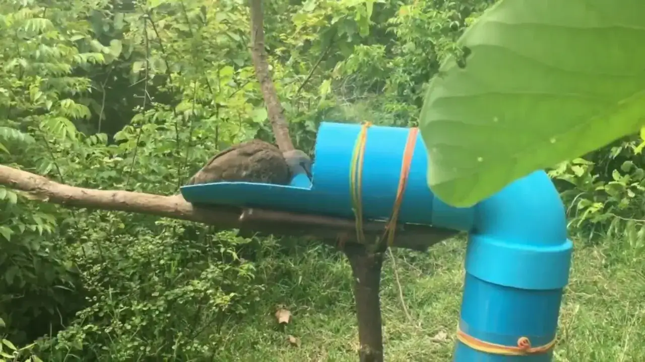 Humanitarna pułapka żywołowna na małego ptaka z butelki PET