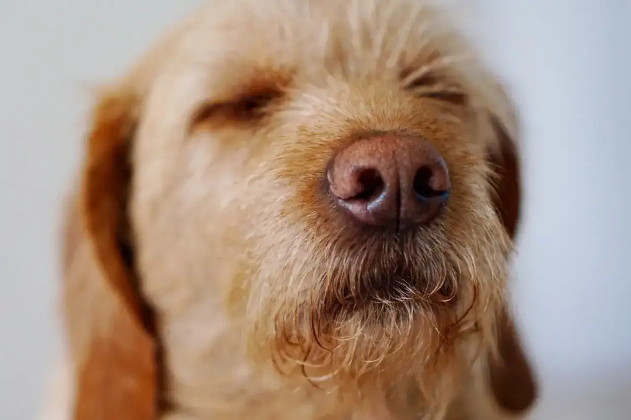 Zbliżenie na pysk psa z zamkniętymi oczami, być może czuje katar u psa. Jego mokry nos i wąsy są w centrum uwagi.