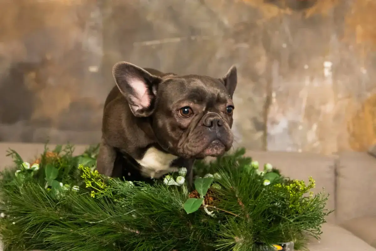 Francuski buldog w wianku z igliwia. Czy jemioła jest trująca? Ten piesek nie wygląda na zaniepokojonego.