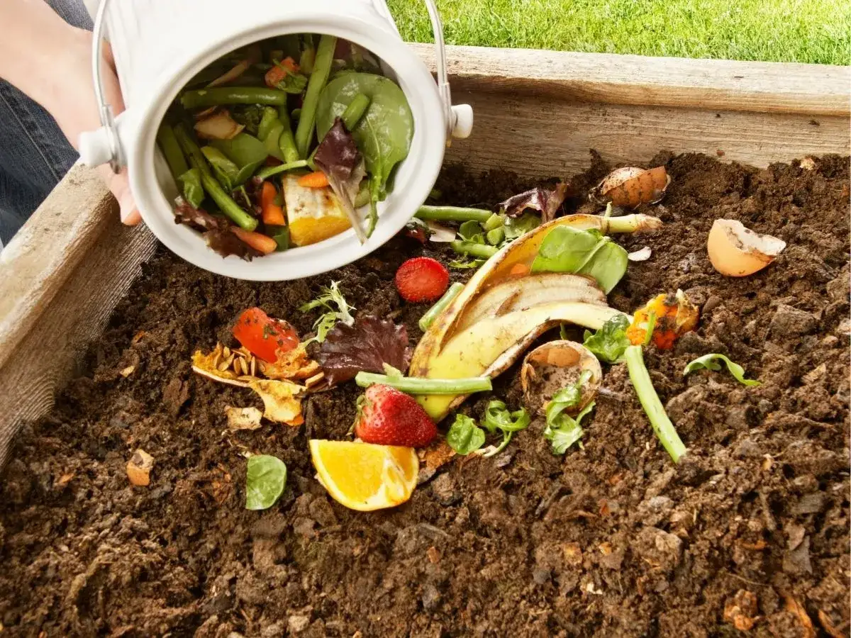Resztki jedzenia, jak skórka banana, truskawki, pomidory i skorupki jajek, trafiają do kompostownika. Pamiętaj, czego nie można wrzucać do kompostownika, by uniknąć problemów.