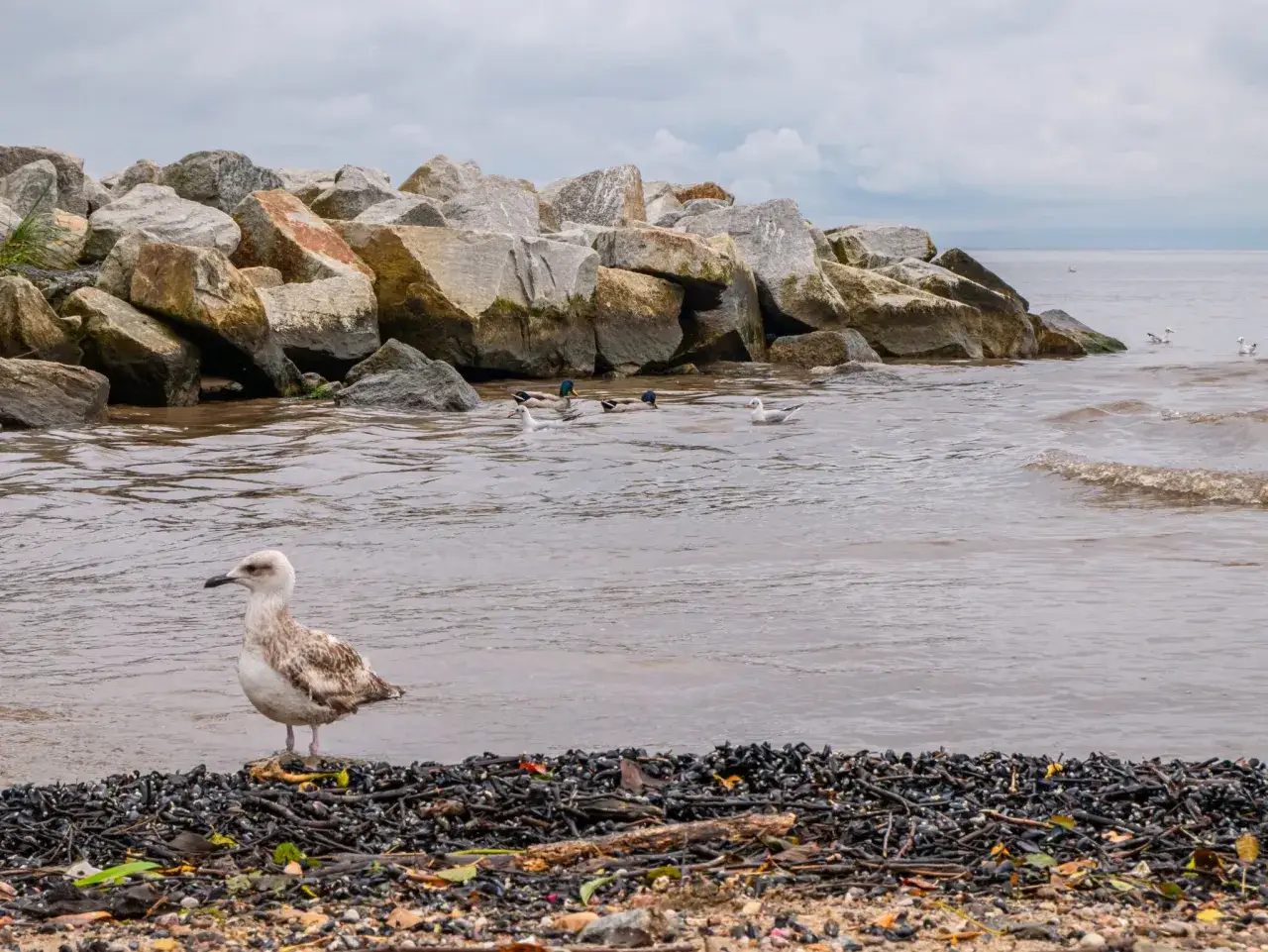 Młoda mewa na plaży, w tle kamienny falochron i pływające kaczki. Widok na mierzeję wiślaną i miejscowości.