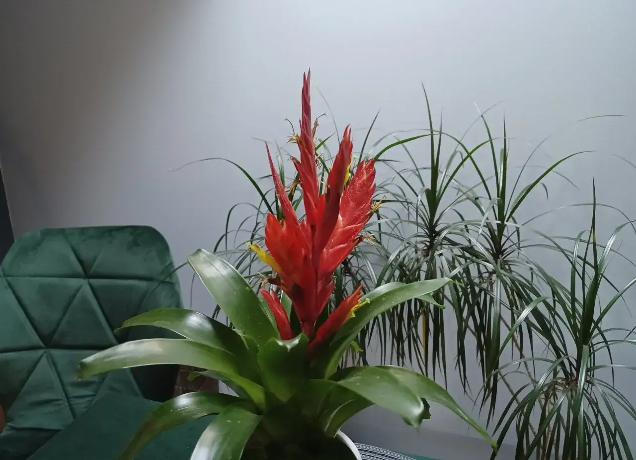 Piękna, czerwona frizea w doniczce. Jak pielęgnować tę egzotyczną piękność, by cieszyła oko?