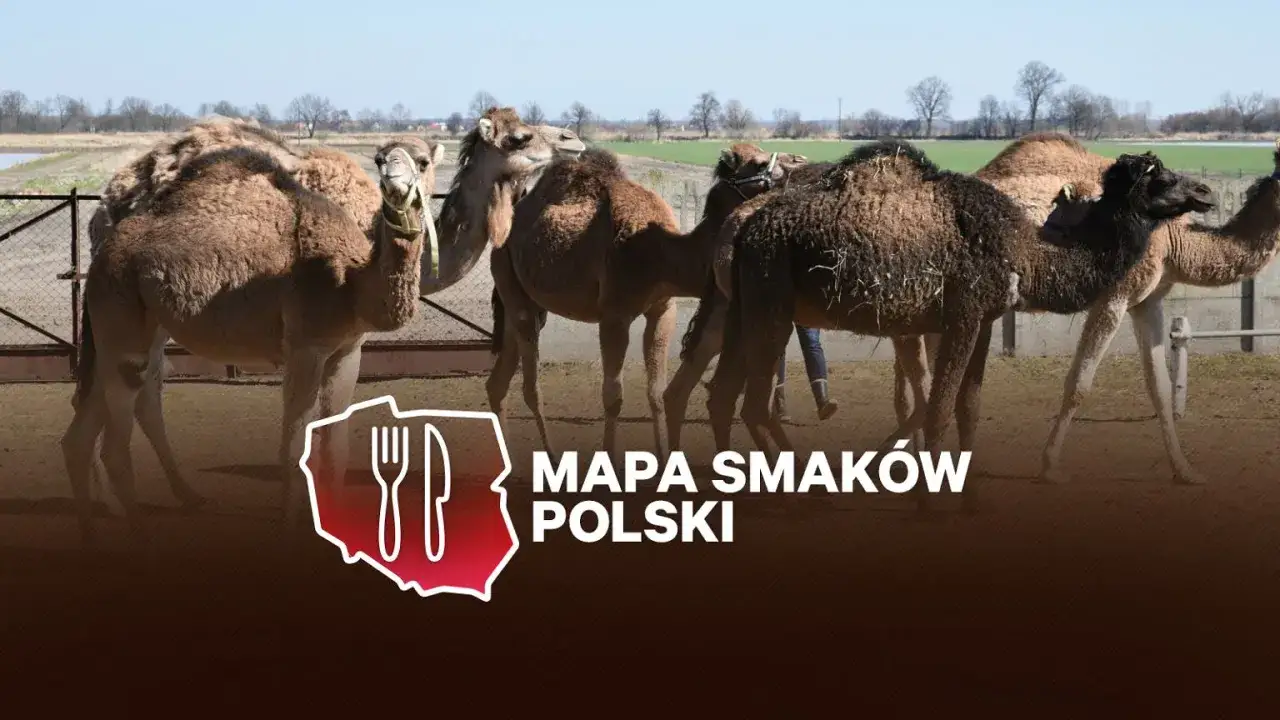 Kilka wielbłądów na wybiegu. Zastanawiasz się, ile kosztuje jeden wielbłąd?
