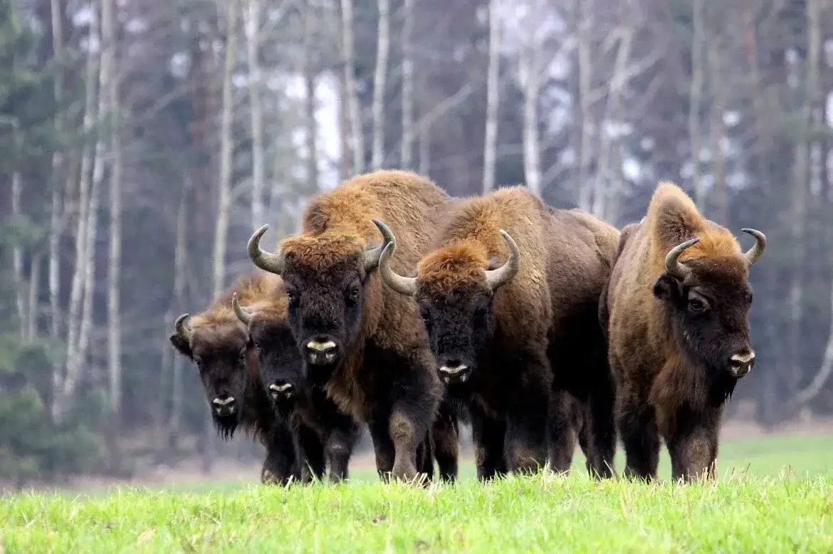 Puszcza Białowieska żubry