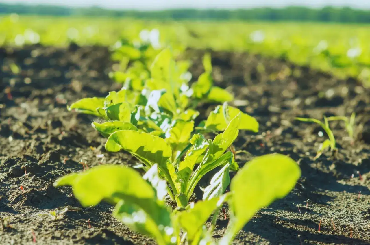 oprysk herbicydem na chwasty