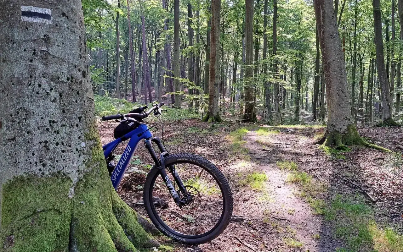 Niebieski rower do lasu oparty o drzewo. Ścieżka w lesie bukowym, oświetlona słońcem.