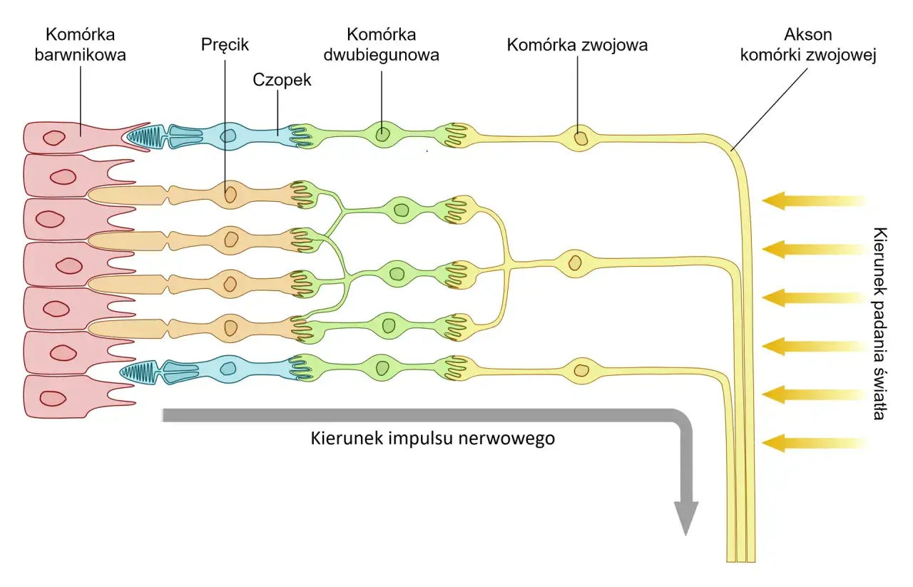 Schemat przedstawia kom&oacute;rki siatk&oacute;wki: barwnikowe, pręciki, czopki, dwubiegunowe i zwojowe, ukazując ich połączenia i kierunek impulsu nerwowego. To kluczowe dla naszego pole widzenia.