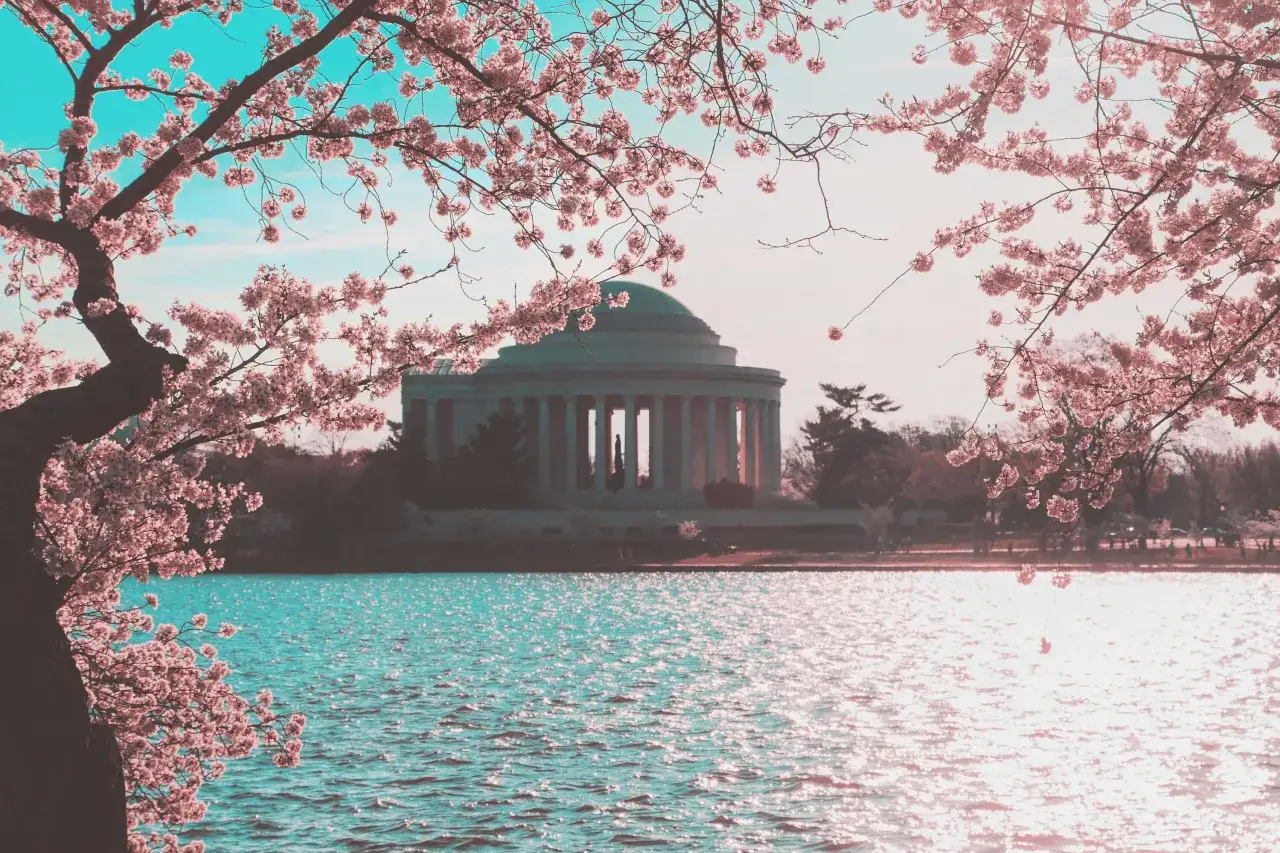 Kwitnące wiśnie Tidal Basin Waszyngton D.C.