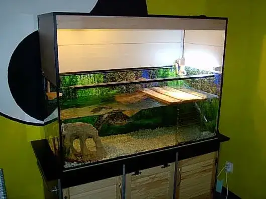 żółw czerwonolicy w akwarium