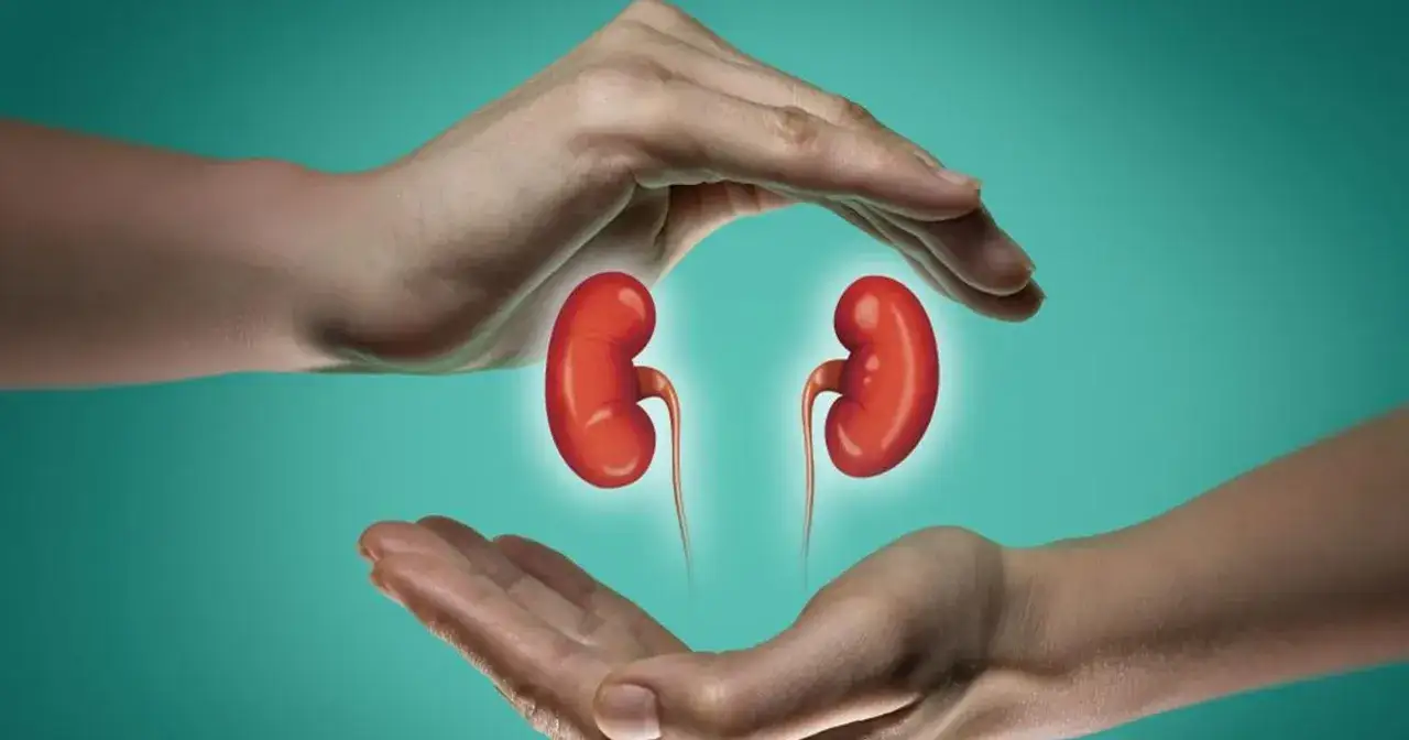 Dłonie otaczają dwie czerwone nerki, symbolizując troskę i ochronę przed schyłkową niewydolnością nerek.