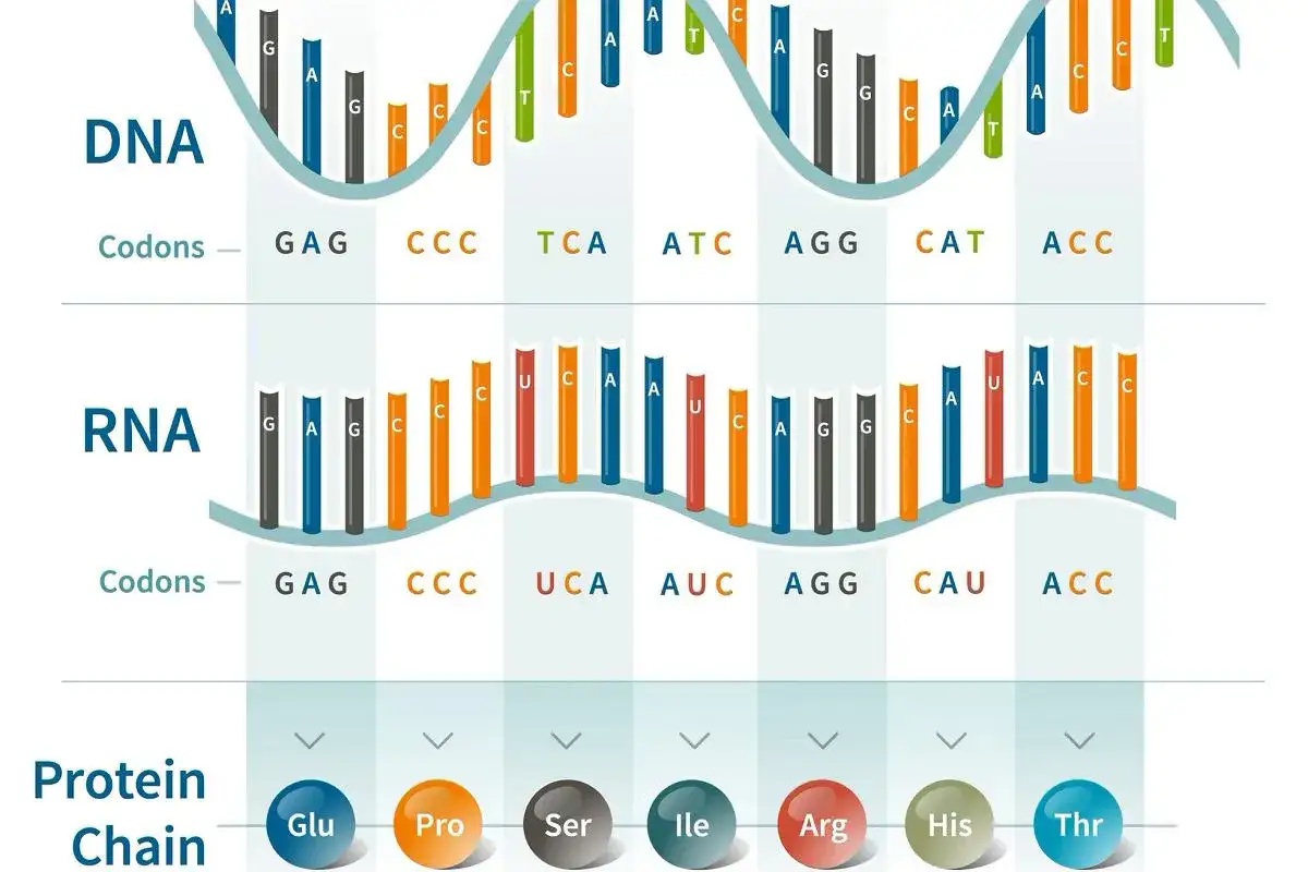 tabela kodon&oacute;w genetycznych
