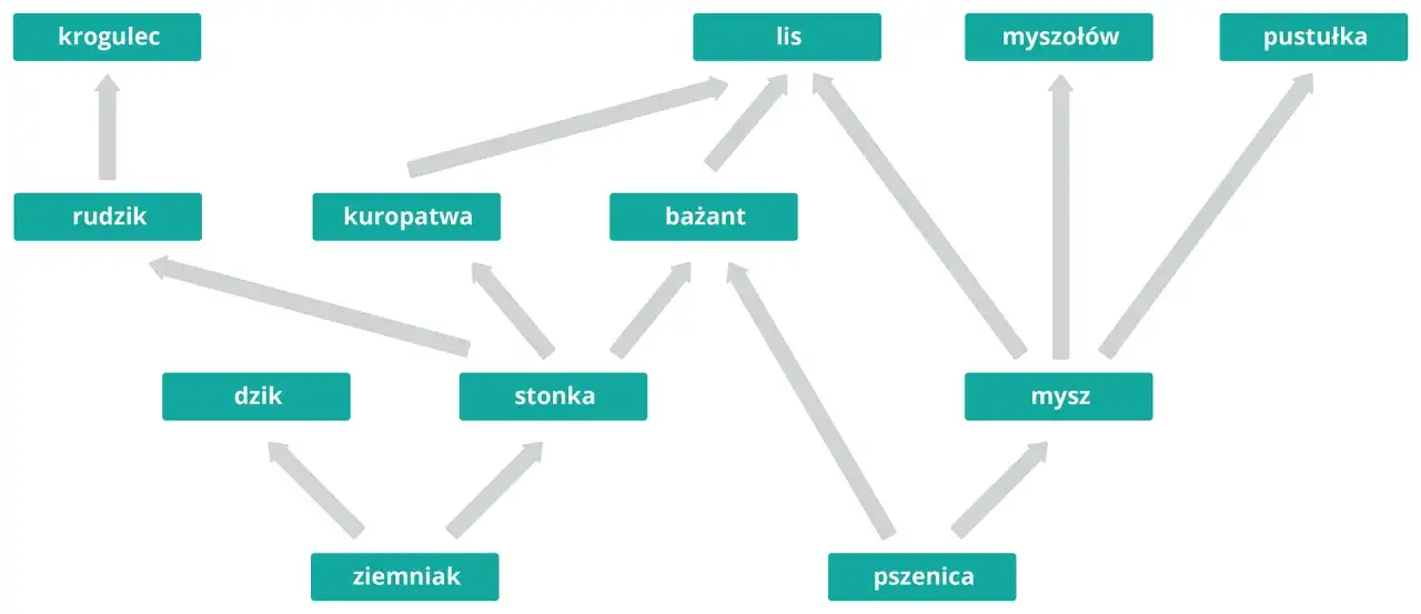 sieć pokarmowa złożony ekosystem grafika