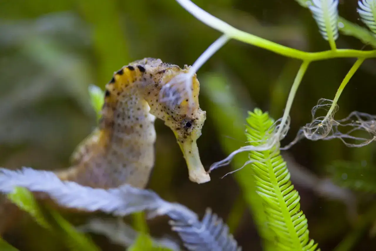 Mały konik morski wśród zielonych wodorostów, gdzie żyją koniki morskie.