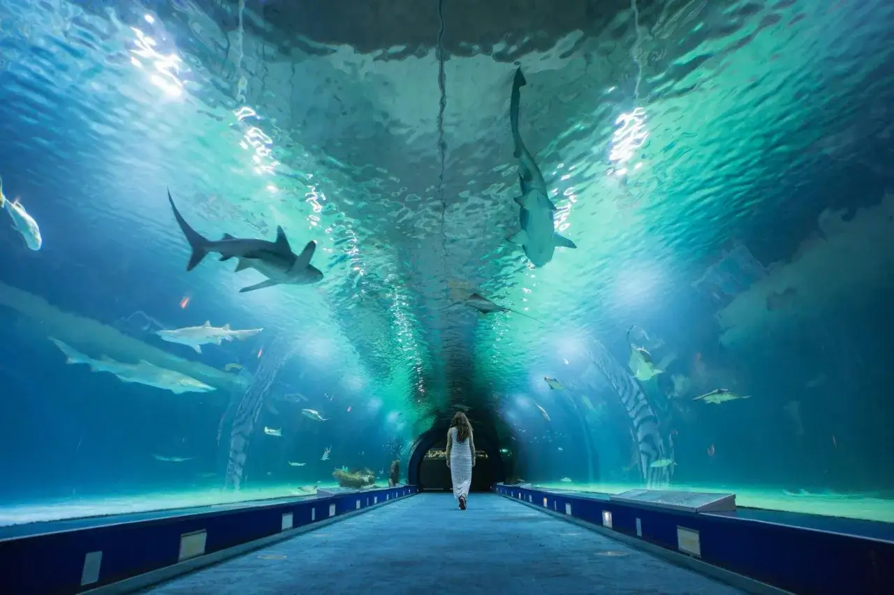 Podwodny tunel z rekinami i płaszczkami. Sprawdź oceanarium Walencja godziny otwarcia i zanurz się w podwodnym świecie.