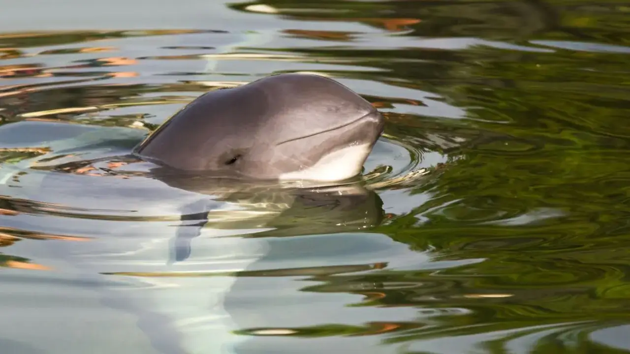 Uśmiechnięty morświn wynurza głowę z wody. Widać jego szare czoło i jasny spód.
