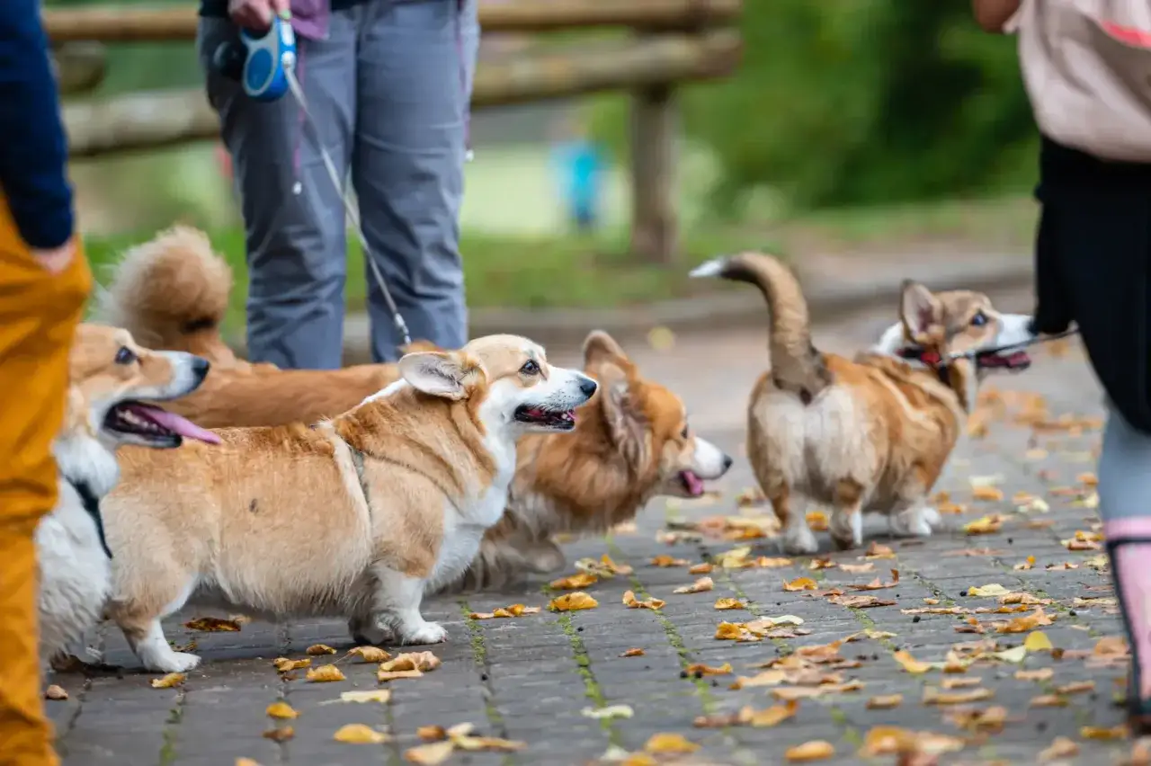 Welsh Corgi Pembroke i Cardigan obok siebie