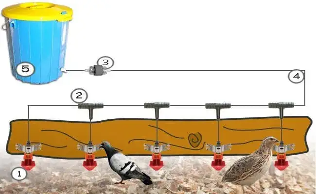 Gołąb pije wodę z poidła