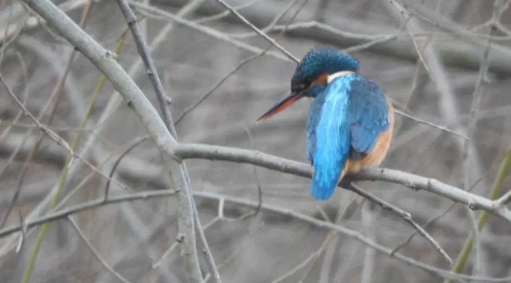 najczęstsze błędy w rysowaniu ptak&oacute;w i jak je poprawić