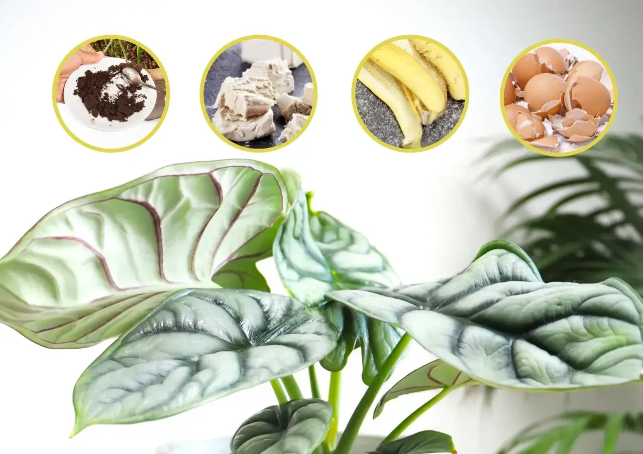 domowe nawozy do kwiat&oacute;w przepisy