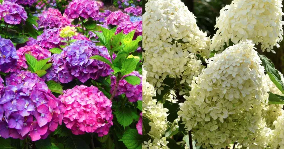 różne gatunki hortensji, hortensja bukietowa vs ogrodowa