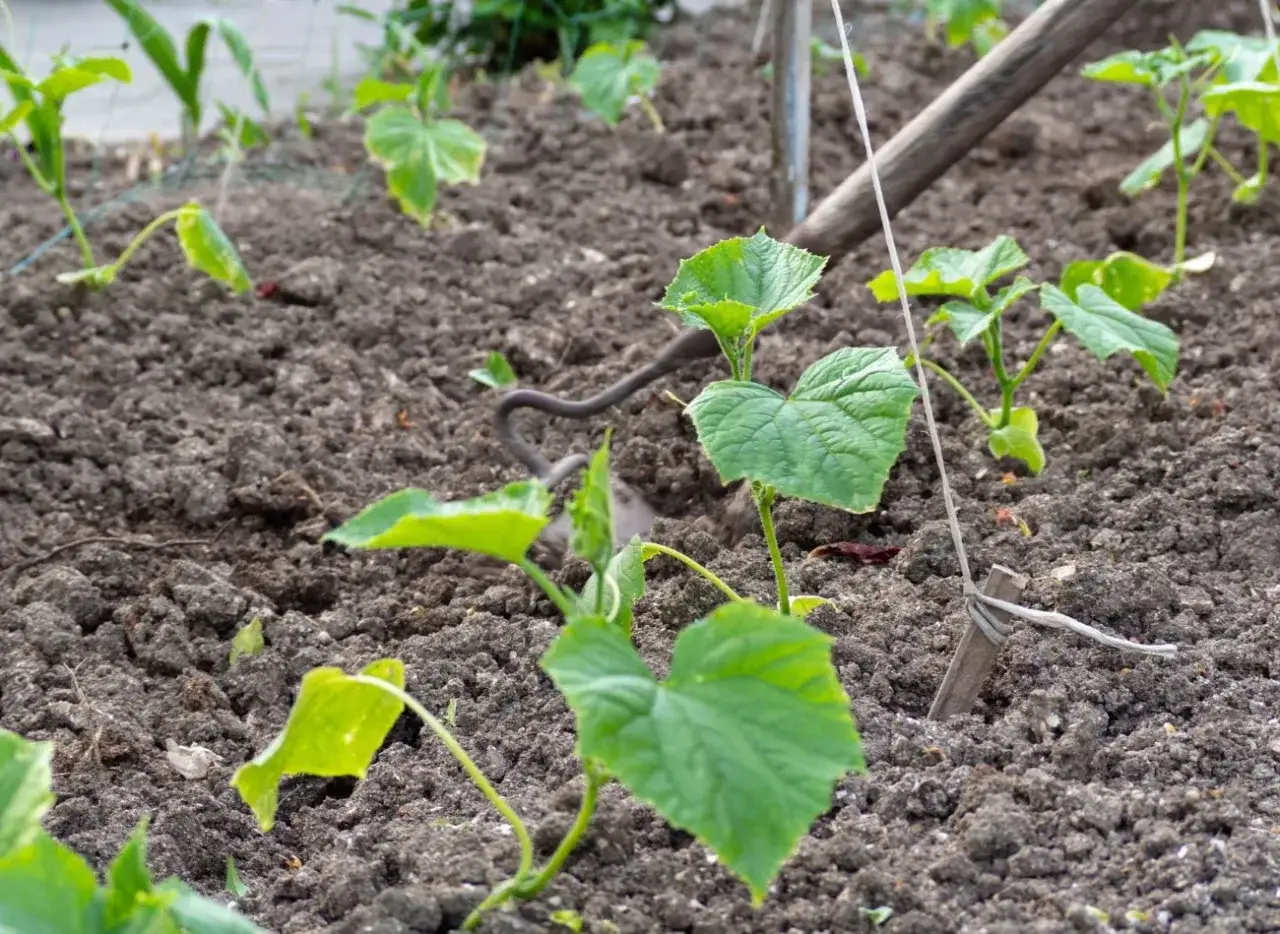 Młode sadzonki ogórków rosną w ziemi. Czy można sadzić ogórki po ziemniakach? To pytanie nurtuje wielu ogrodników.