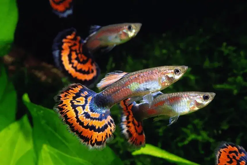 zdrowy gupik w akwarium