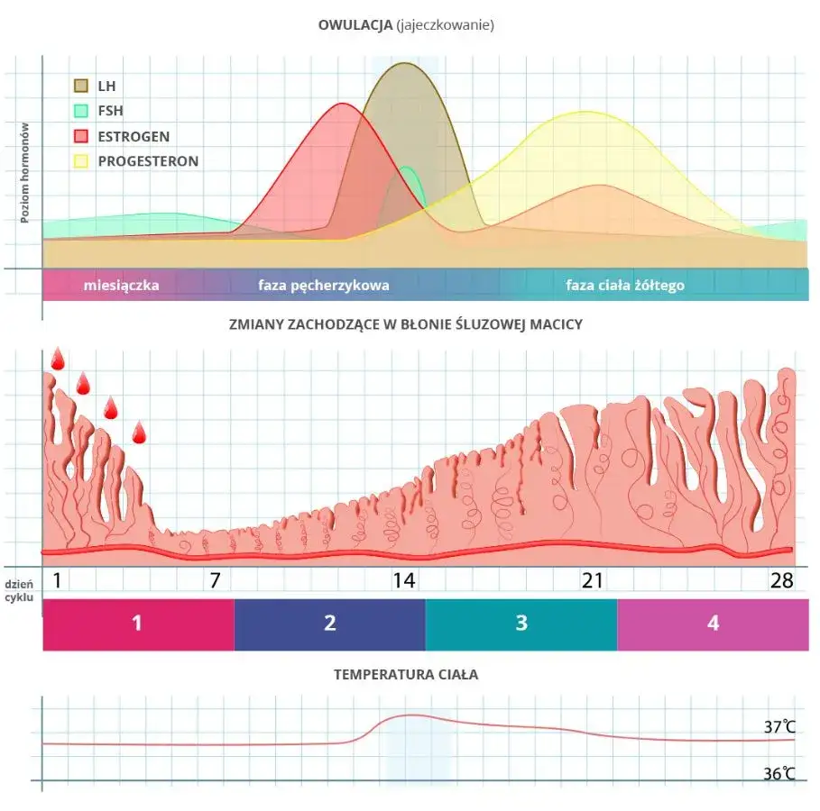 Kobieta zaniepokojona nieregularnym cyklem menstruacyjnym, diagram cyklu menstruacyjnego